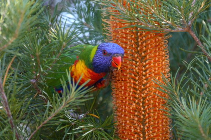 bird photography