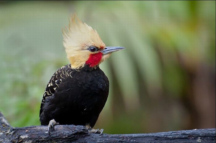 bird photography