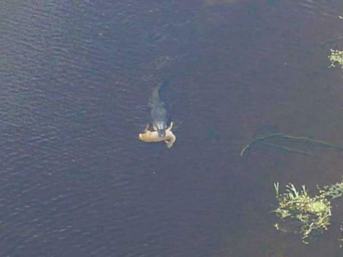 Alligator with a deer in his jaws, Georgia, United States