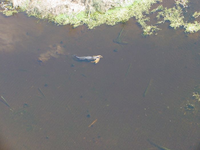 Alligator with a deer in his jaws, Georgia, United States