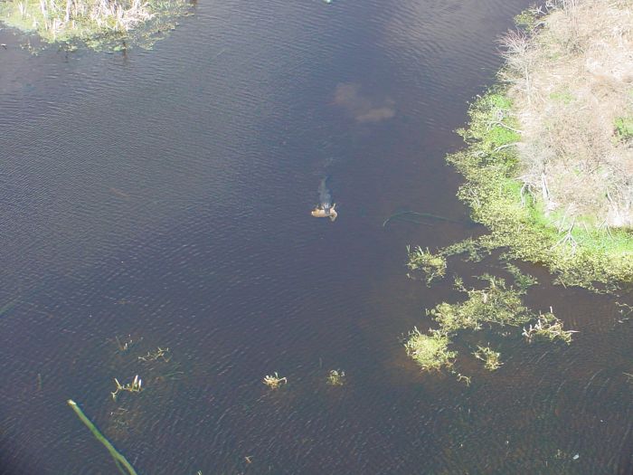 Alligator with a deer in his jaws, Georgia, United States