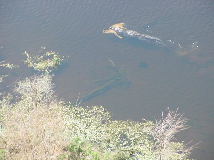 Alligator with a deer in his jaws, Georgia, United States