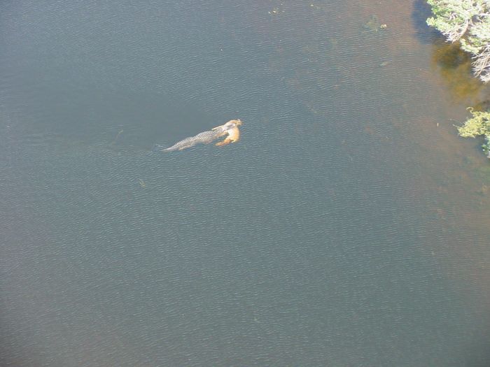 Alligator with a deer in his jaws, Georgia, United States