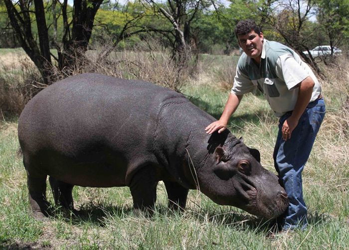 Marius Els killed by his pet hippo Humphrey, South Africa