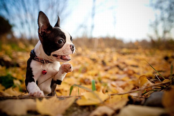 autumn dog