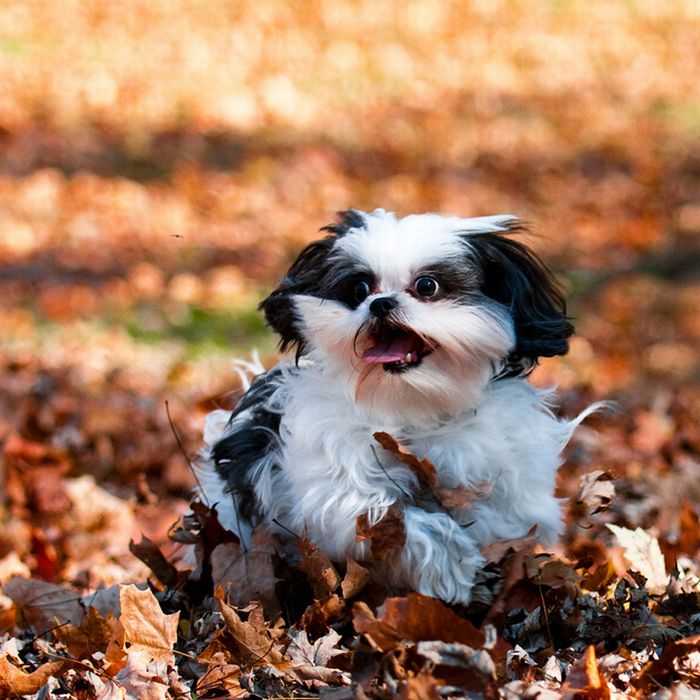 autumn dog