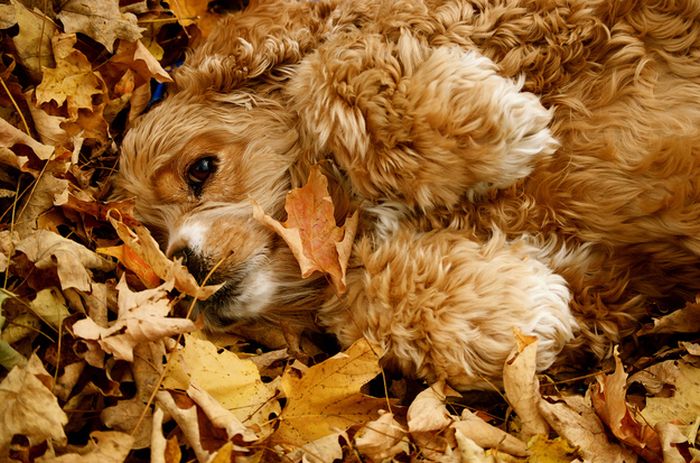 autumn dog