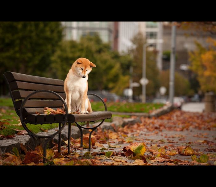 autumn dog