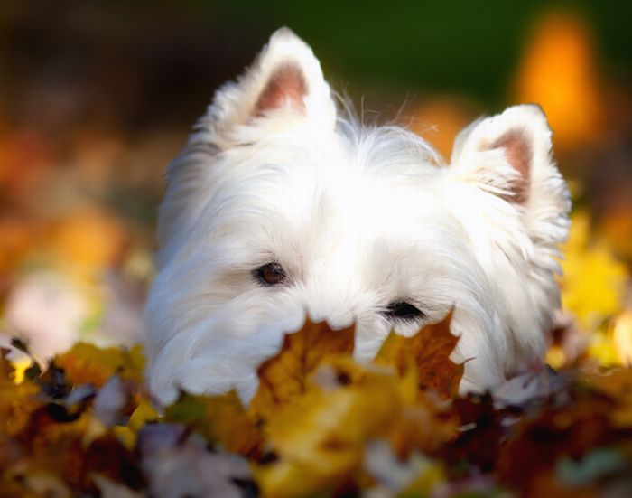 autumn dog