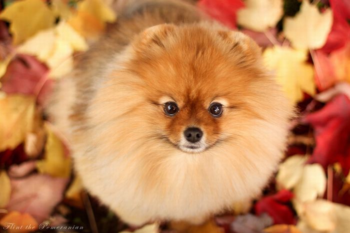 autumn dog