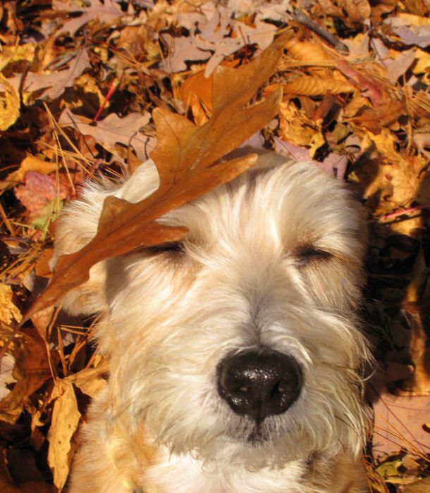 autumn dog