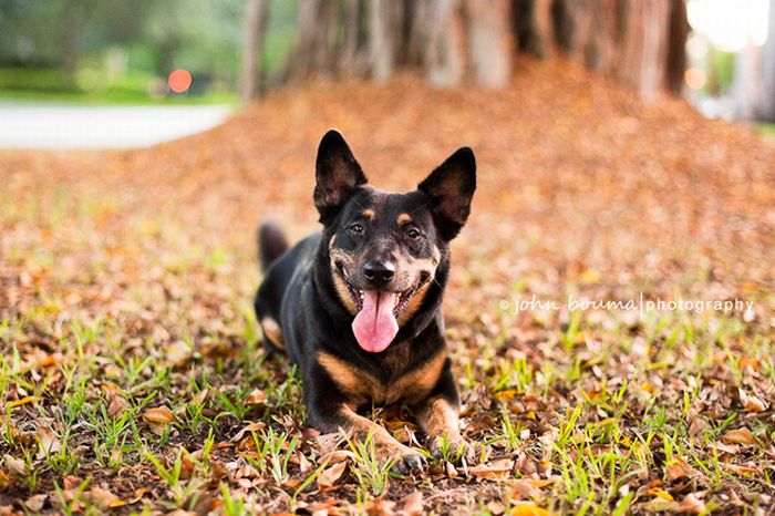 autumn dog