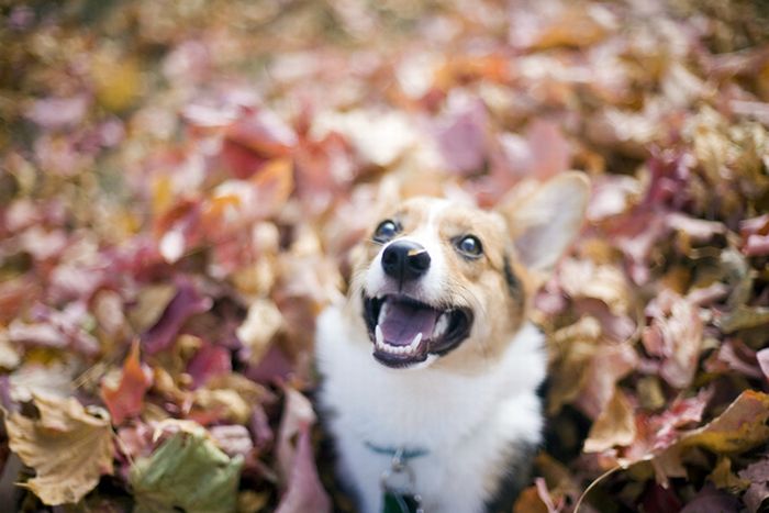 autumn dog