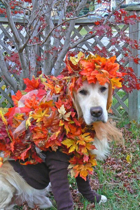 autumn dog