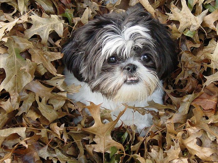 autumn dog