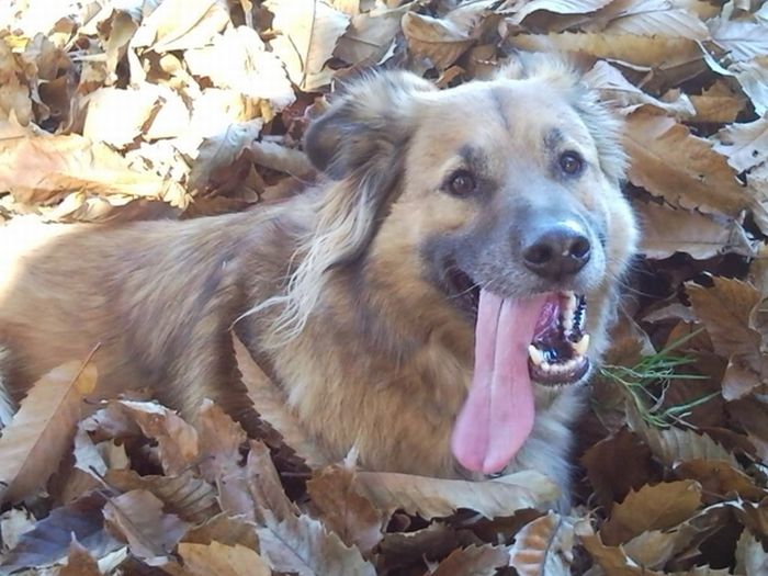 autumn dog