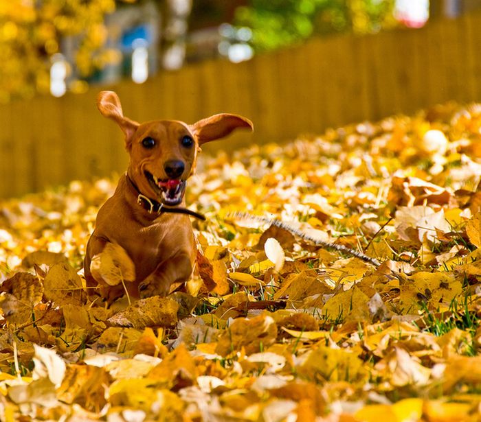autumn dog