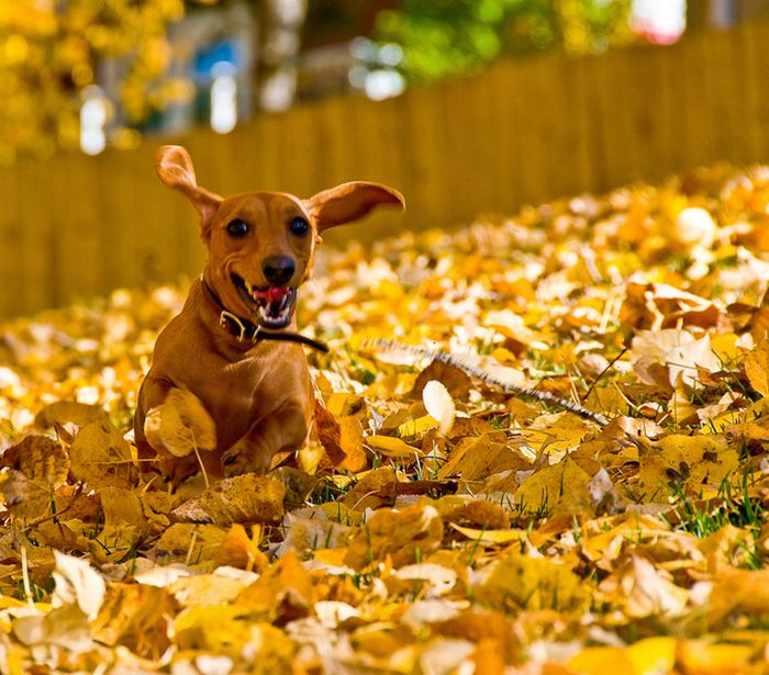 autumn dog