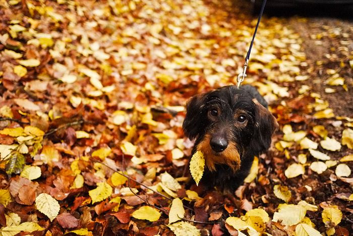 autumn dog