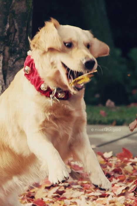 autumn dog