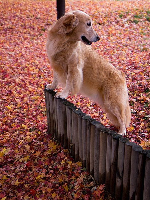 autumn dog