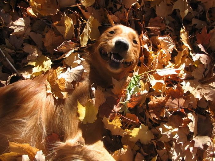 autumn dog