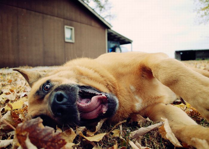 autumn dog