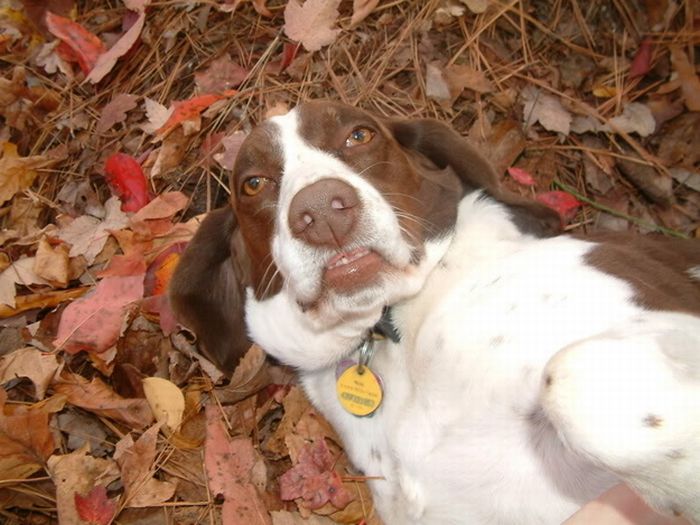 autumn dog