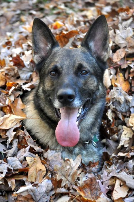 autumn dog