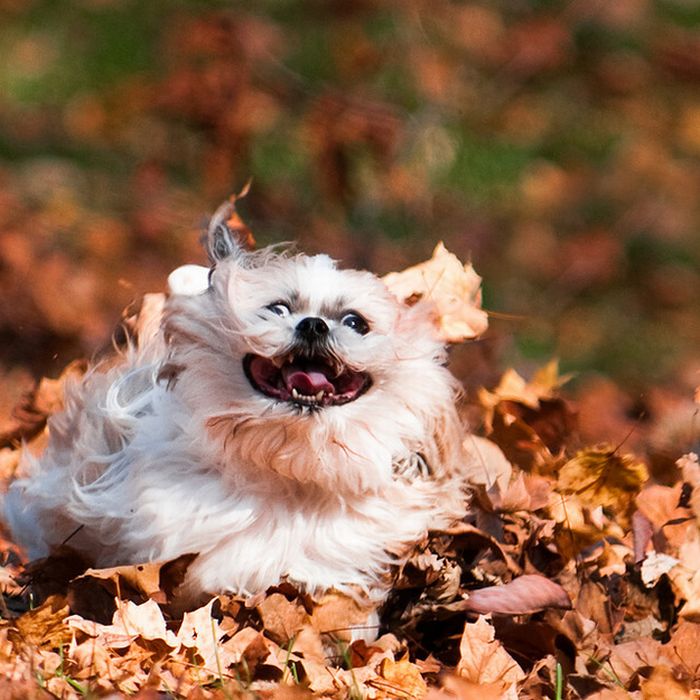 autumn dog