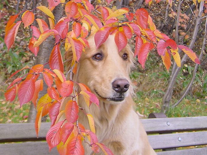 autumn dog