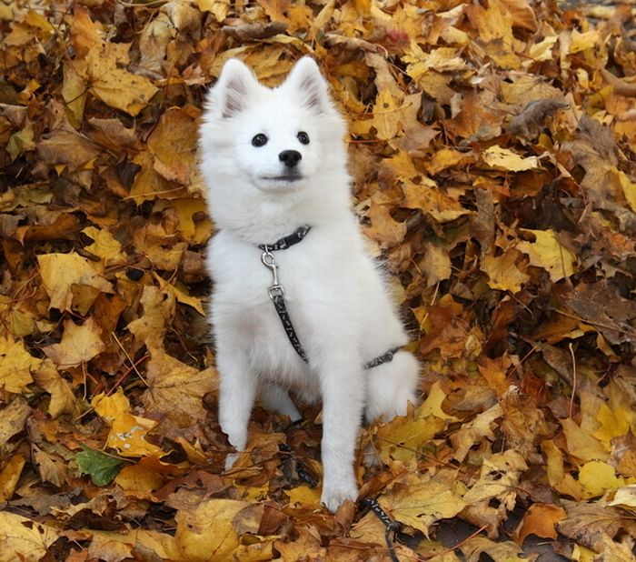 autumn dog