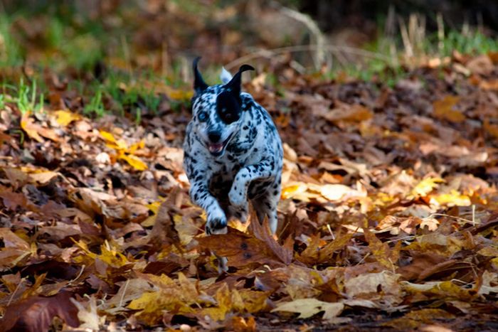 autumn dog