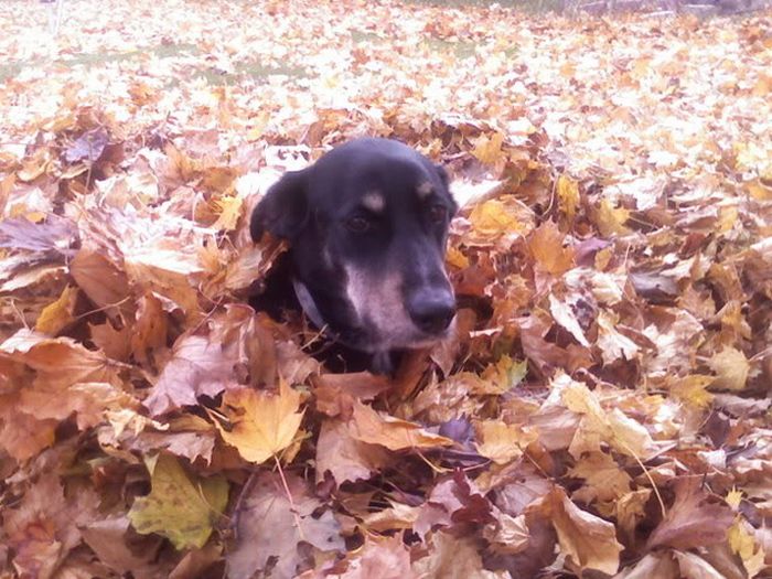 autumn dog