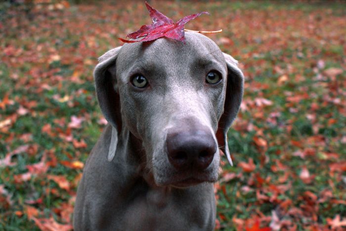 autumn dog