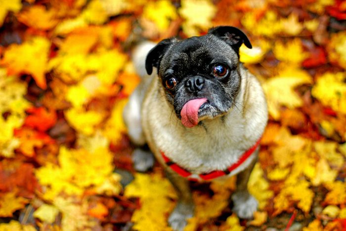 autumn dog