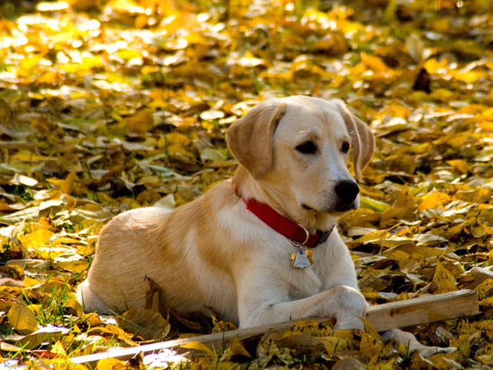 autumn dog