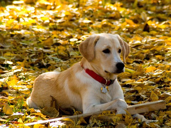 autumn dog