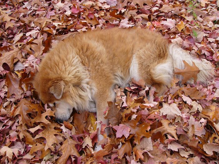 autumn dog