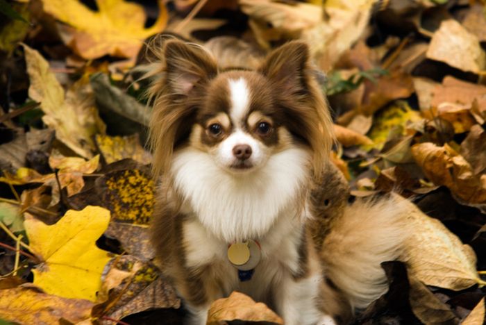 autumn dog