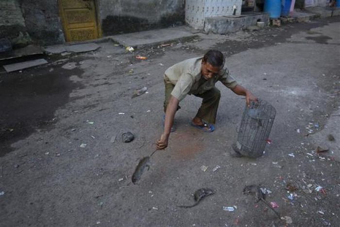 Rat-catching, Mumbai, India