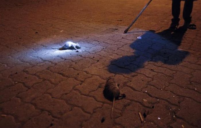 Rat-catching, Mumbai, India