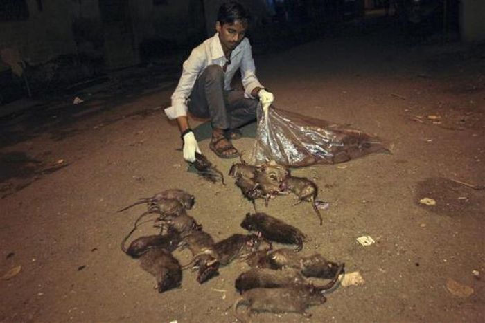 Rat-catching, Mumbai, India