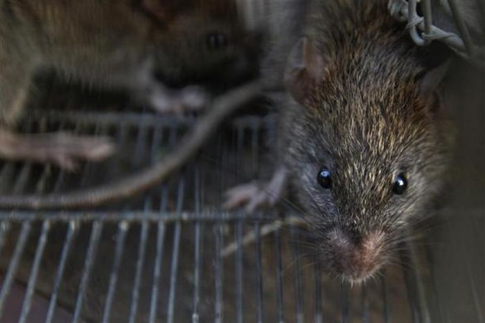 Rat-catching, Mumbai, India