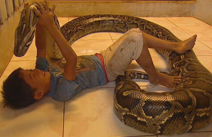 Oun Sambvath and Cham Roeun, boy with his python friend, Set-Tbau, Cambodia
