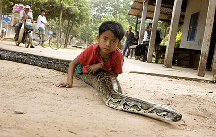 Oun Sambvath and Cham Roeun, boy with his python friend, Set-Tbau, Cambodia