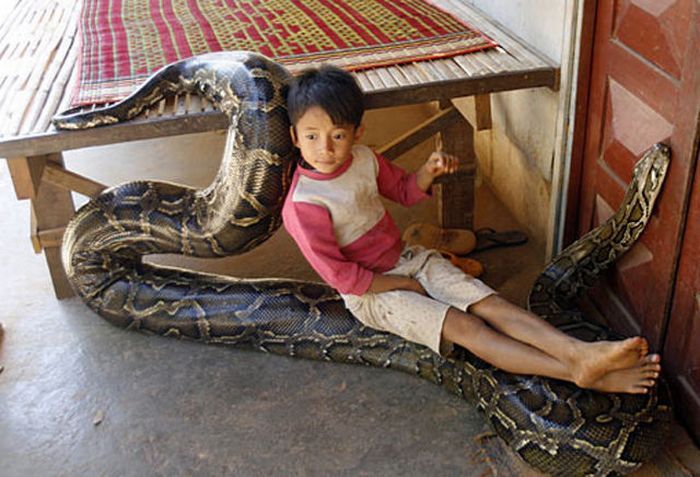 Oun Sambvath and Cham Roeun, boy with his python friend, Set-Tbau, Cambodia