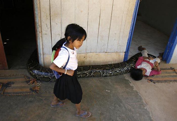 Oun Sambvath and Cham Roeun, boy with his python friend, Set-Tbau, Cambodia