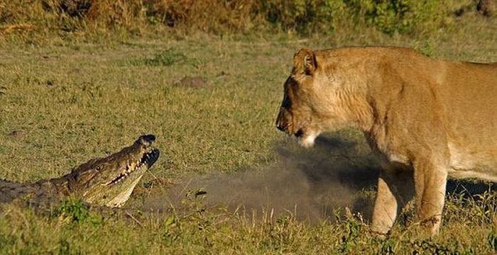 alligator fighting against lions