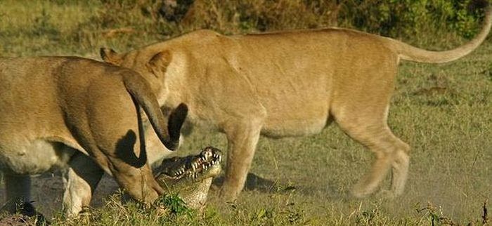 alligator fighting against lions